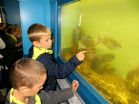 Zeeklassen-Leergroep 5 en 6-Noordzee aquarium Oostende