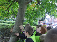 Wij ontdekken de bomen en hun bladeren.
